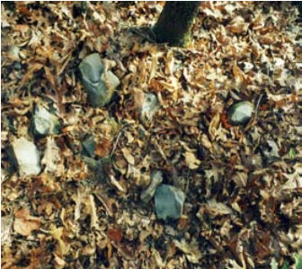 Fractured dover nodules lying on the surface from prehistoric mining operations