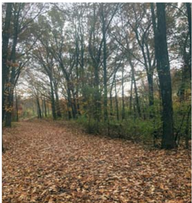 Half Moon Lick: A Prehistoric Marvel on Southeastern Illinois’ Lower Saline River 