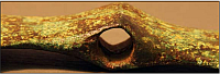 A Unique Copper Bannerstone in the Milwaukee Public Museum